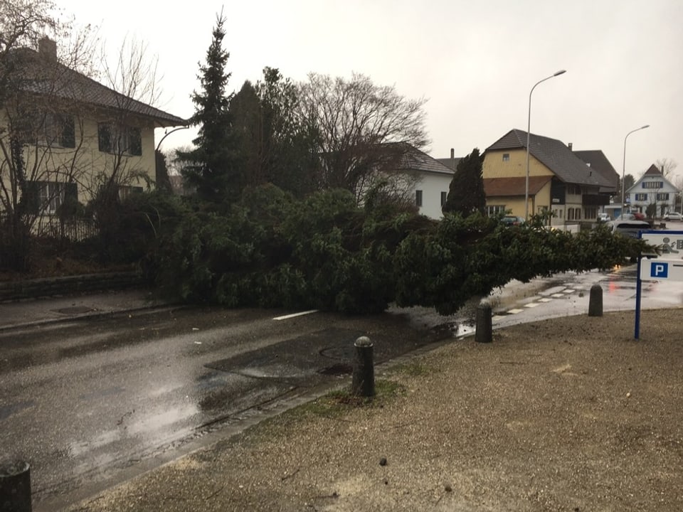 Ein Baum versperrte eine Strasse in Subingen (SO)