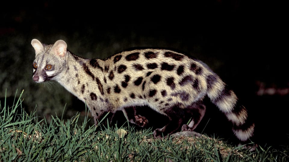 Eine Katze mit vielen grossen Flecken und runden Ohren