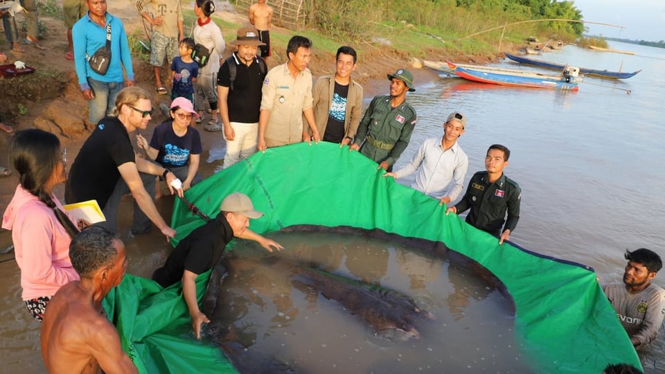 Personen halten den Fisch in einer mit Wasser gefüllten Plastikplane.