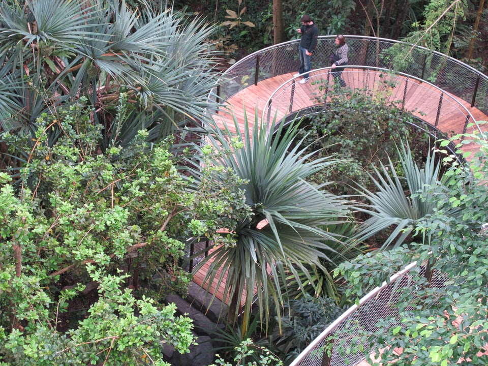 Blick vom neuen Baumkronenweg der Zürcher Masoala-Halle auf den Regenwald.