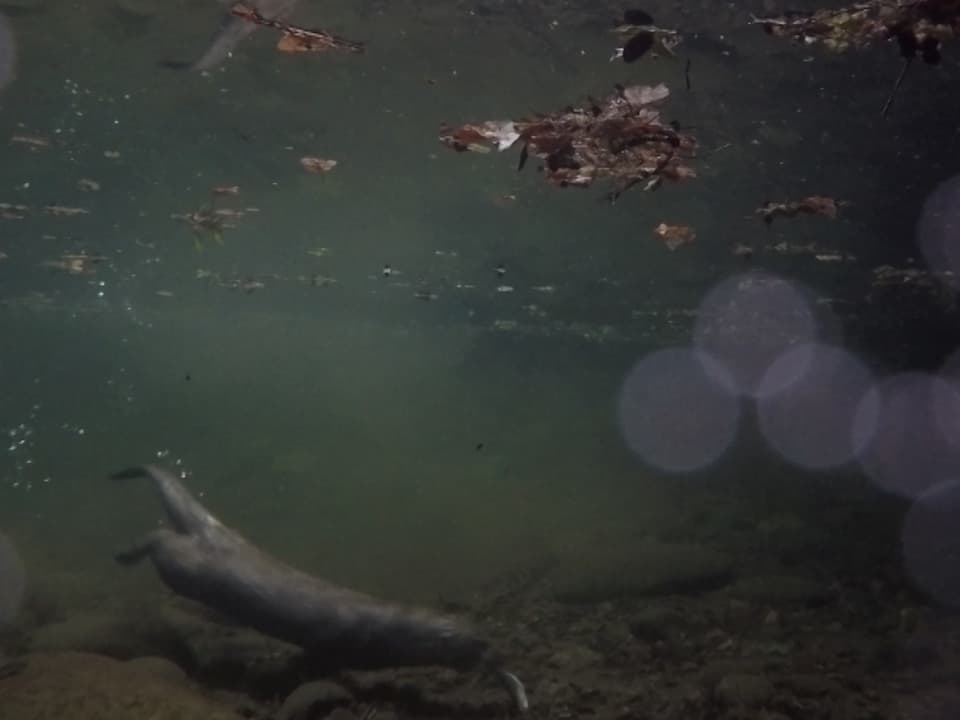 Ein Otter mit einem Fisch im Maul.