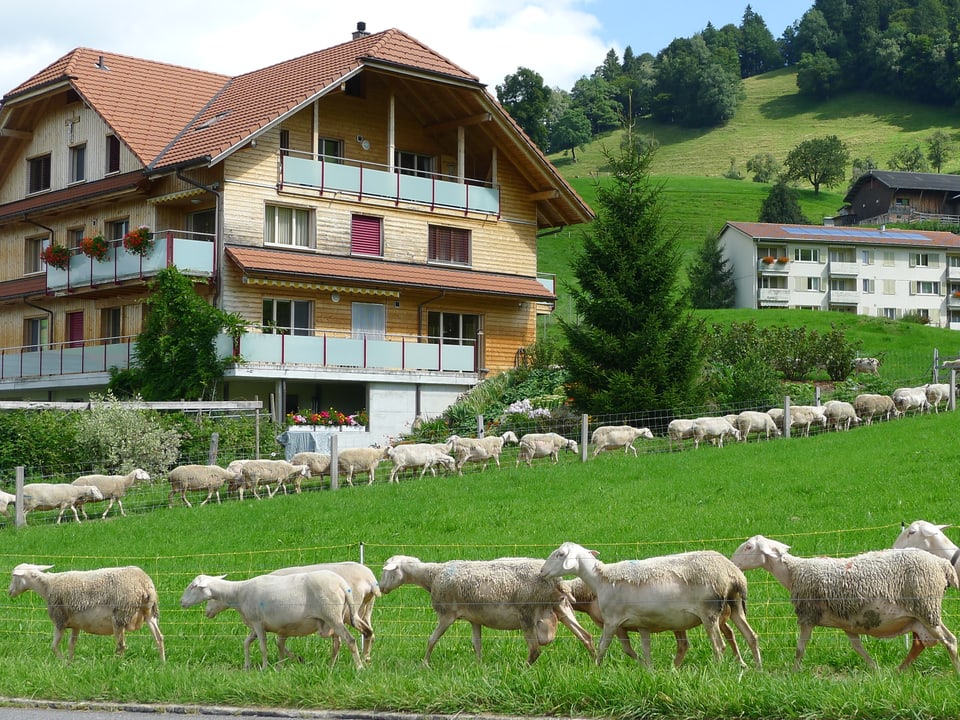 Schafe ziehen durch grüne Wiesen stallwärts. 