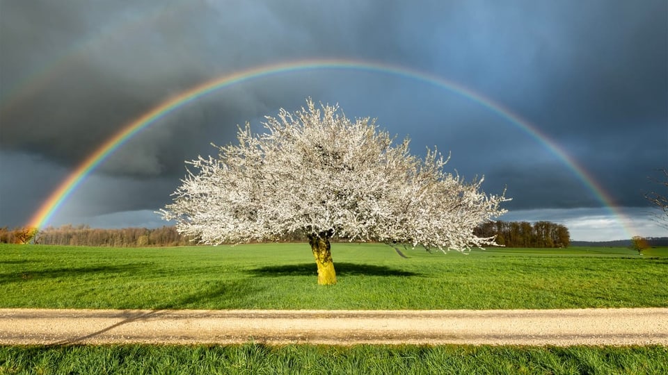 Blühender Obstbaum in Frühlingswiese. Über den Baum spannt sich ein Regenbogen. 