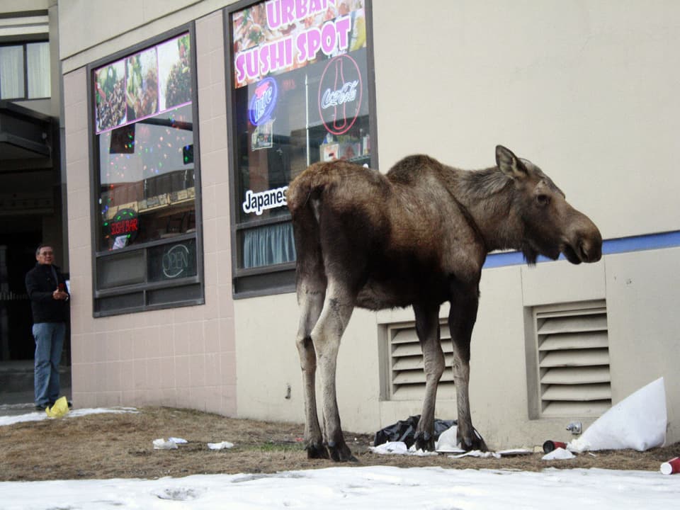 Ein Elch steht vor einem Geschäft in Anchorage.