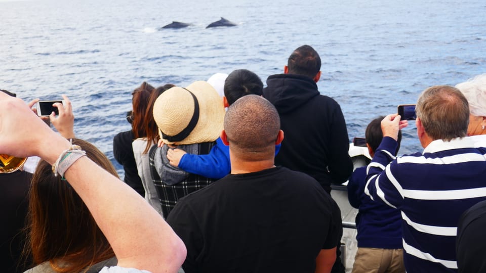 Touristen auf Walbeobachtungstour