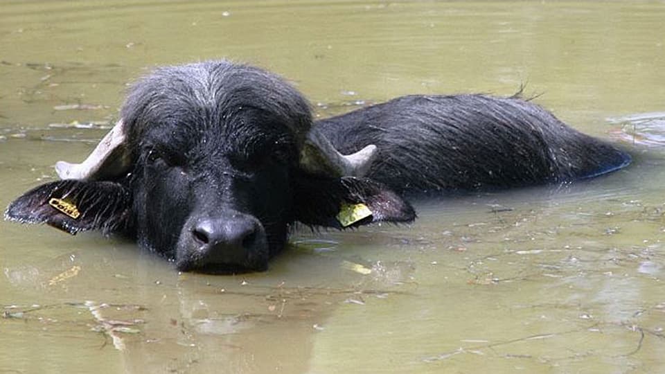 Der Tod mehrerer Wasserbüffel am Klingnauer Stausee ist definitv auf fahrlässige Tierquälerei zurückzuführen.