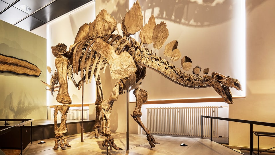 Skelett eines Dinosauriers