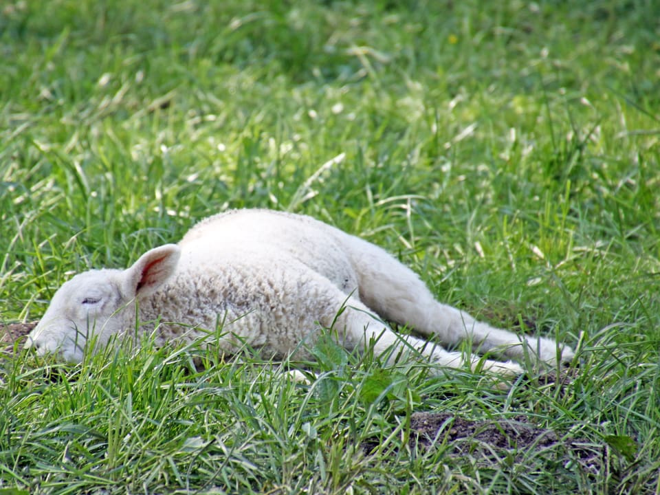 Ein junges Schaf liegt in der grünen Wiese.