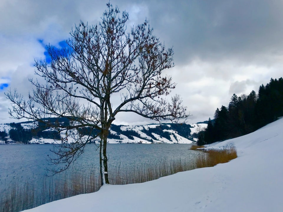 Ein Baum am Ufer des Sees, ein wenig trockenes Gras ragt nach oben, sonst ist das Gelände rundum mit Schnee bedeckt. 
