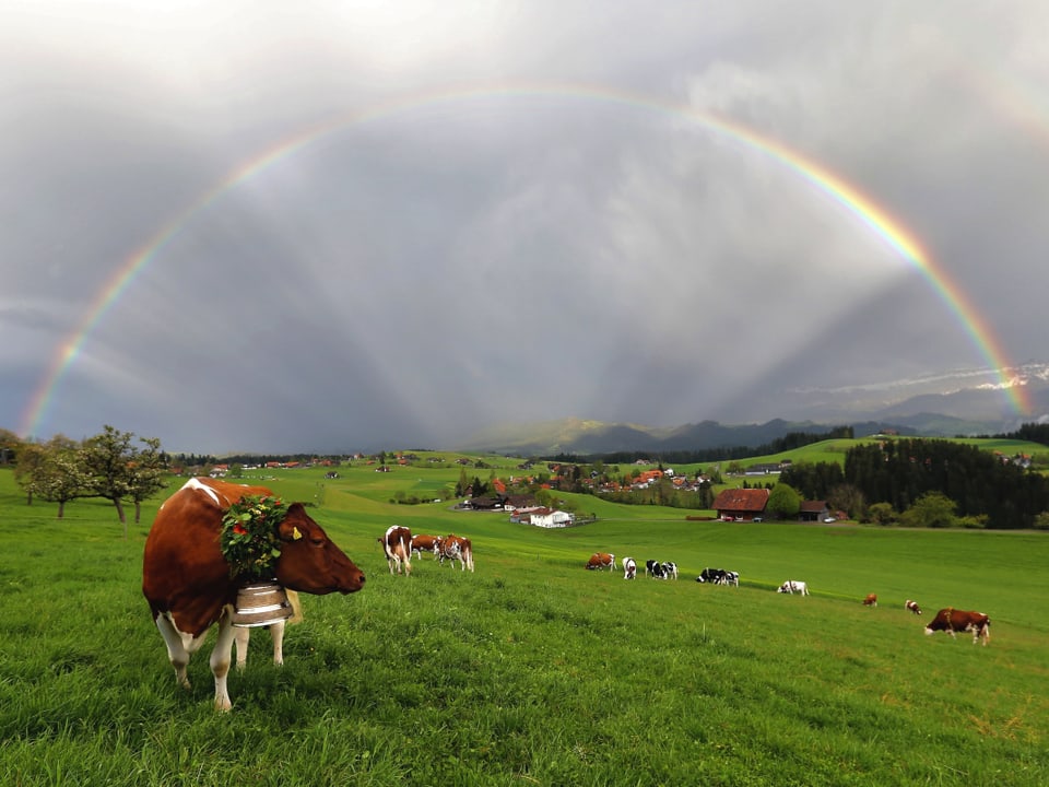 Ein mit einem Kranz geschmückte Kuh steht auf deiner Wiese, im Hintergrund weitere Kühe und am Horizont ein Regenbogen.