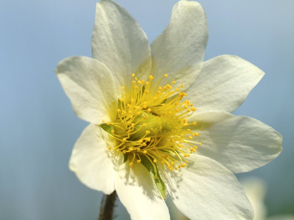 Silberwurz-Blüte mit acht weissen Blütenblättern