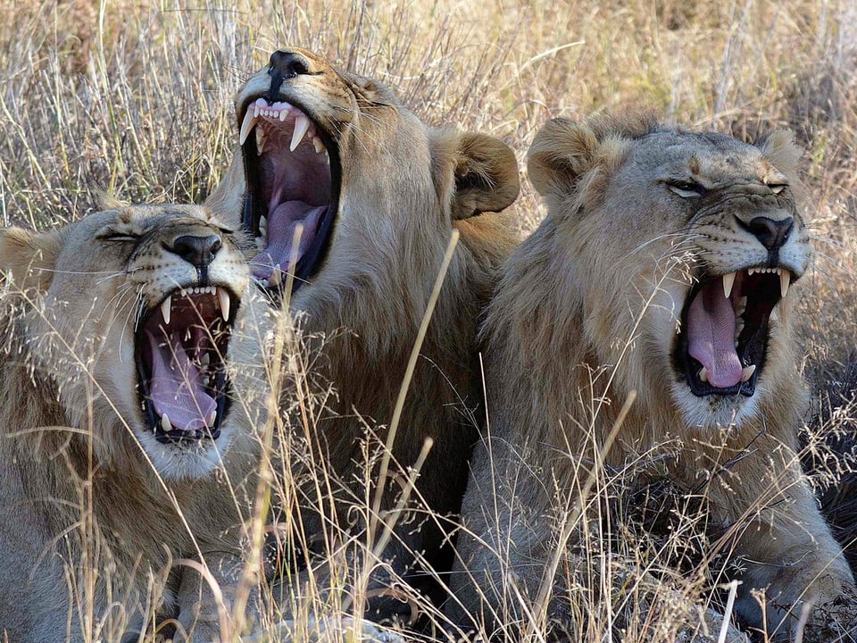 Drei Löwen liegen in der südafrikanischen Steppe.