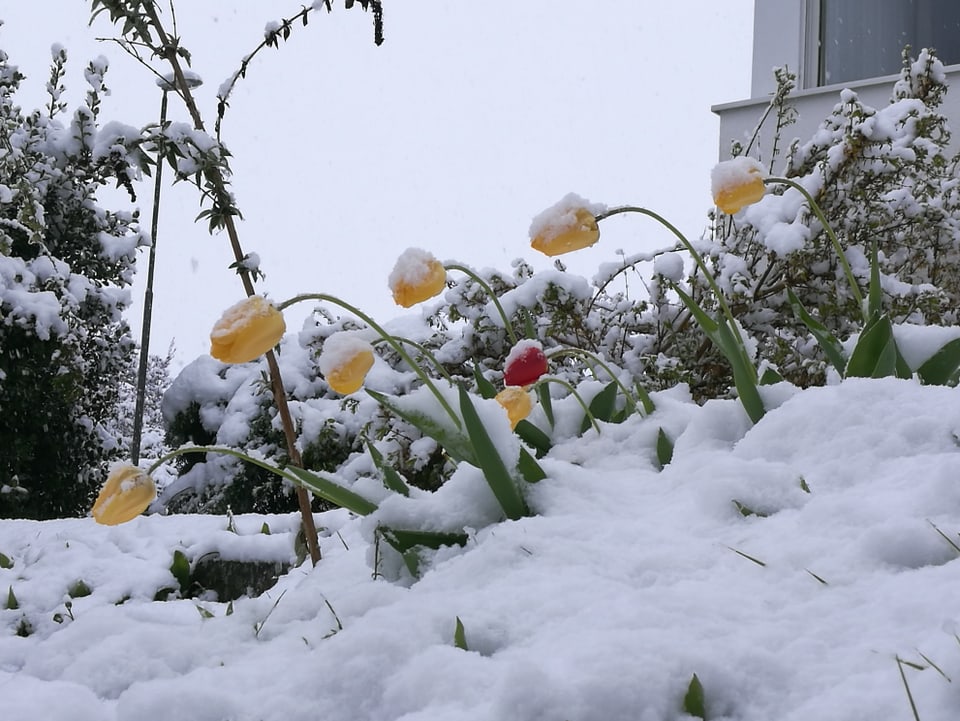 Verschneite Tulpen