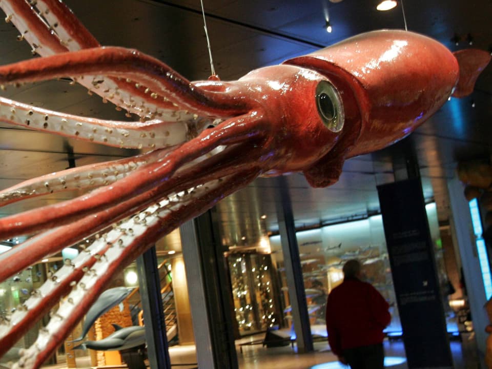Plastifizierter Riesenkalamar in einem Museum
