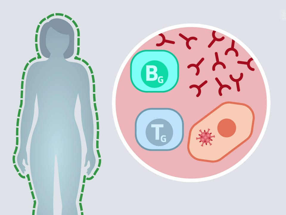 Immunsystem-Grafik