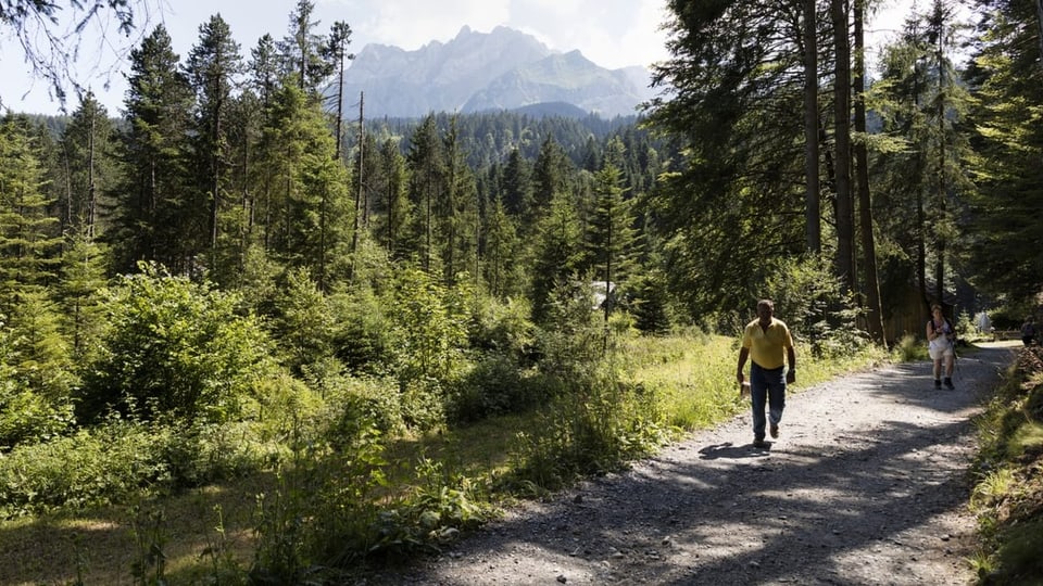 Ein Mann und eine Frau spazieren in einem Wald im Sommer.