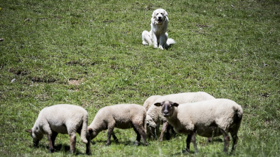 Grosser weisser Hund überwacht eine kleine Gruppe von Schafen.