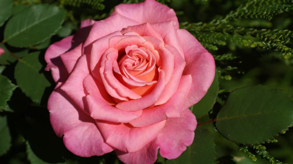 Rosarote Rose mit grosser Blüte