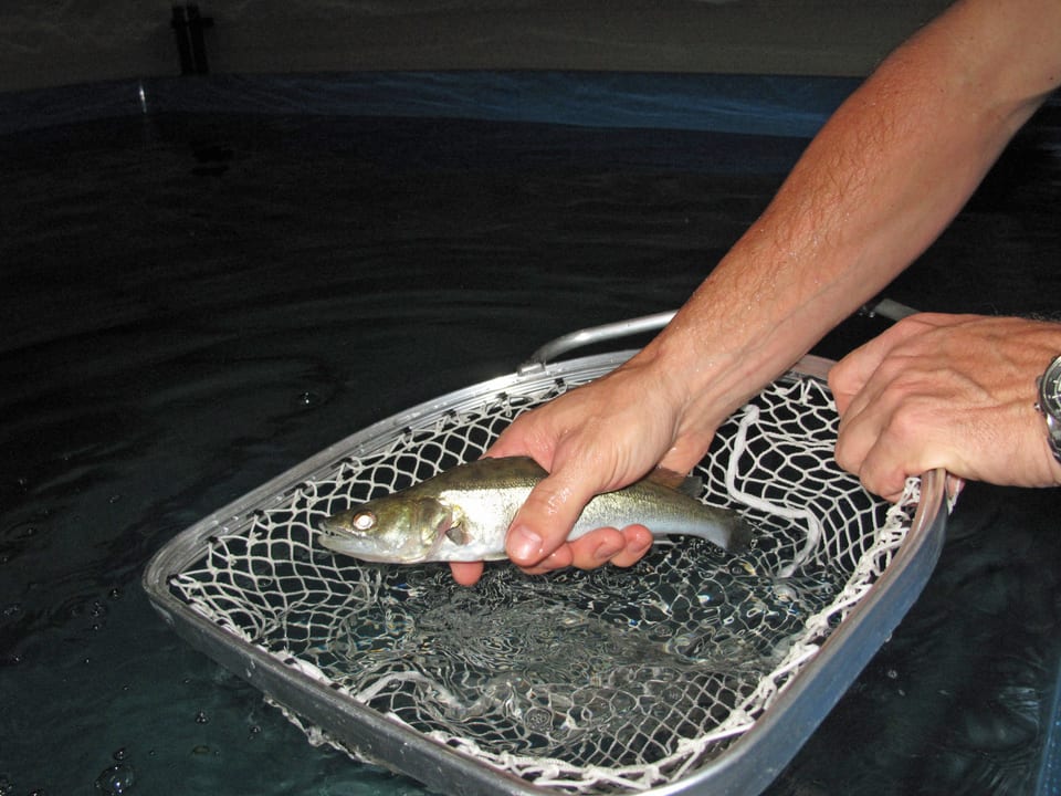 Fischzüchter mit einem Fisch in der Hand. 