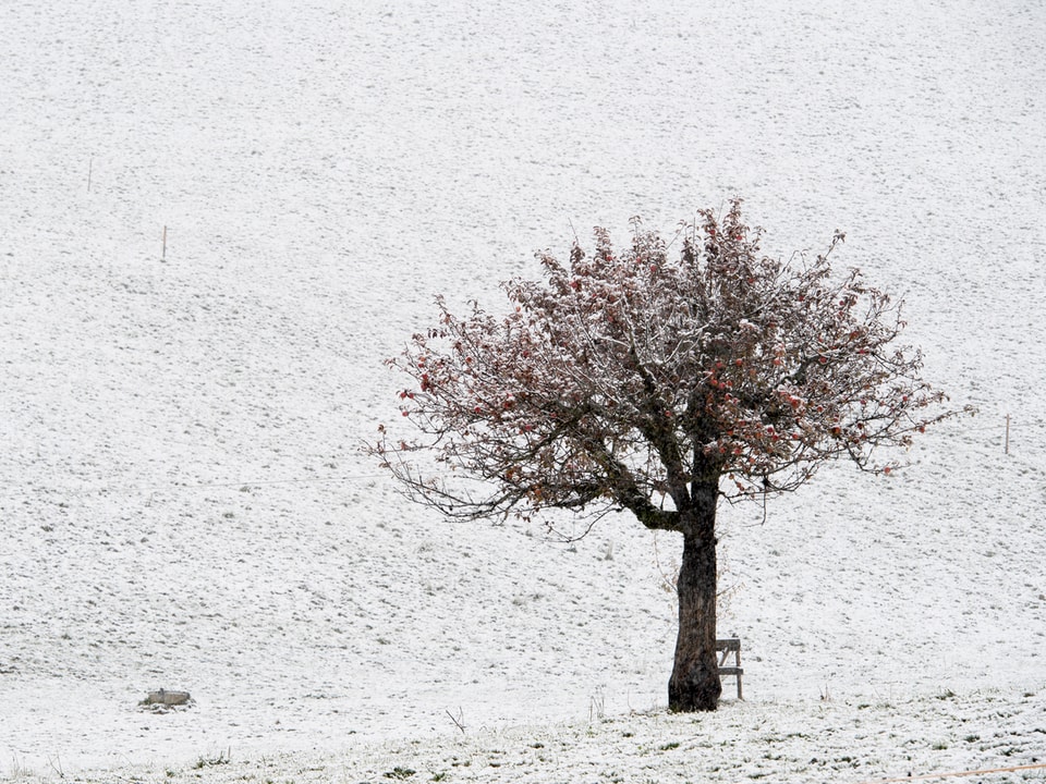 Ein schneebedeckter Apfelbaum bei Sigriswil. 