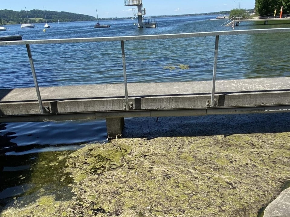 Algenansammlung von fädigen Jochalgen und fädigen Blaualgen am Ufer des Greifensees im Mai 2022.