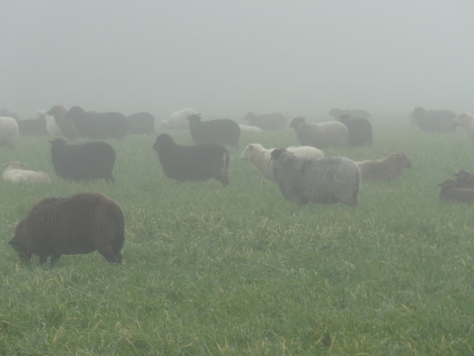 Schafe auf einer grünen Wiese im Nebel, eher milchiger Blick auf die Tiere in schwarz und weiss. 
