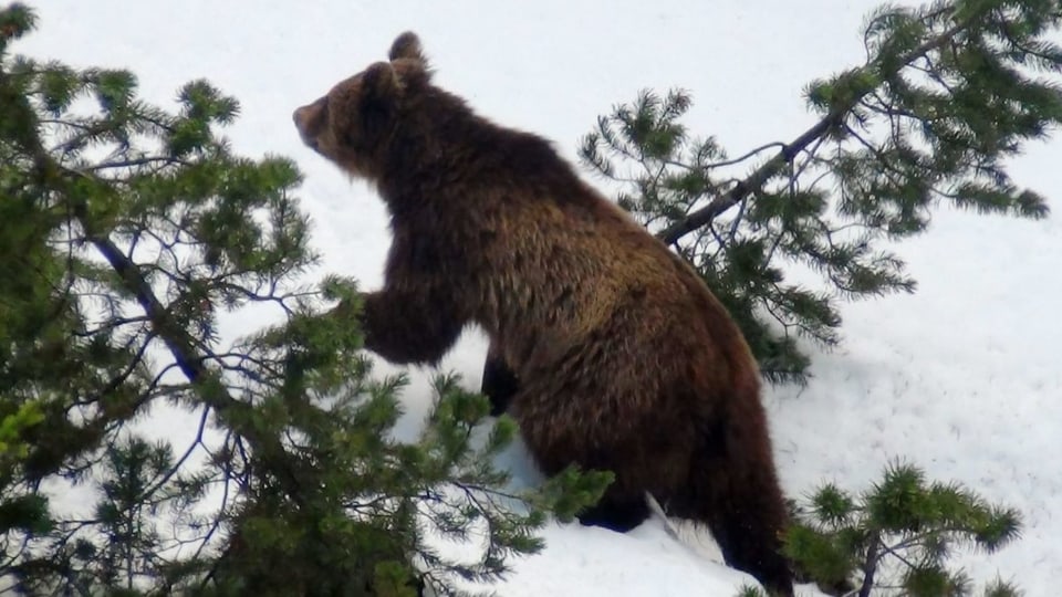 Bär im Schnee