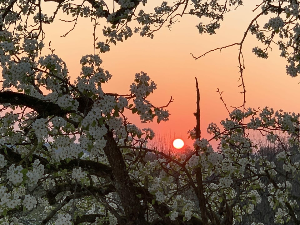 Weiss blühender Baum, dahinter geht die Sonne am orangen Himmel auf. 