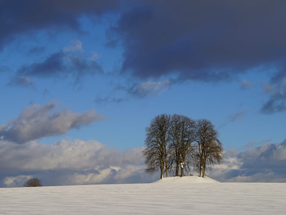 Eine Baumegruppe im Schnee, etwas blauer Himmel.