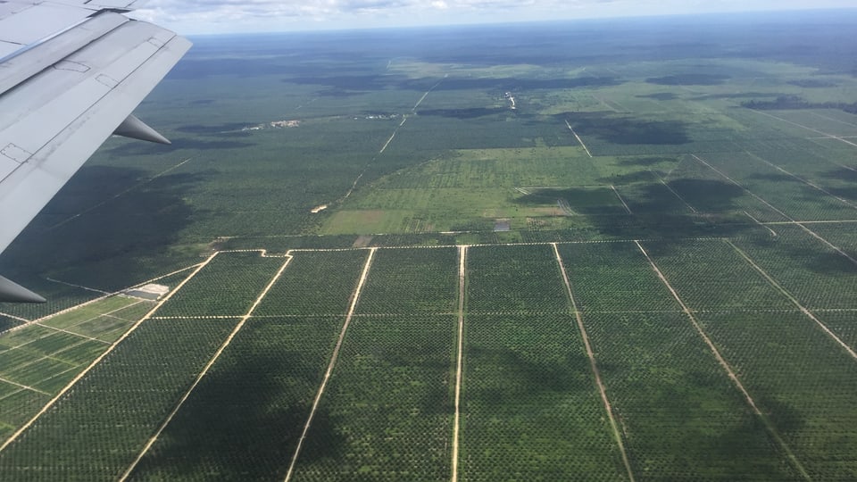 Bild aus dem Flugzeug auf riesige Plantage