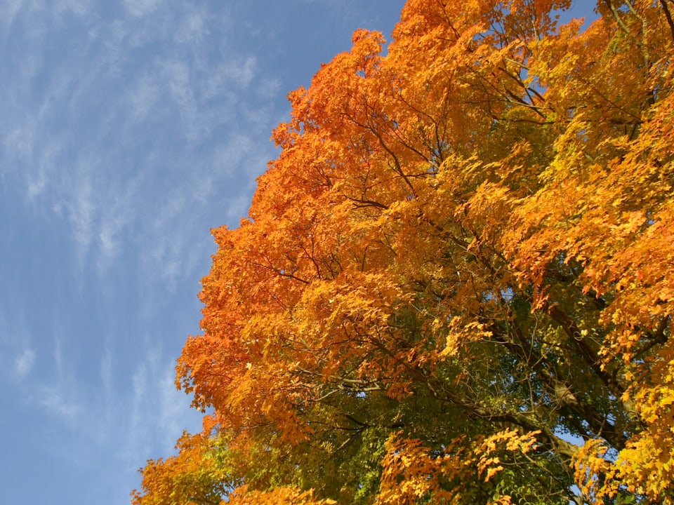 Ahornbaum im organgefarbenen Herbstkleid