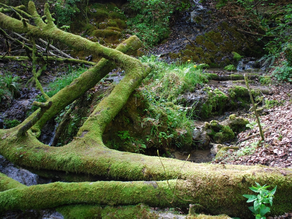 grün bemoostes morsches Holz liegt auf dem Waldboden
