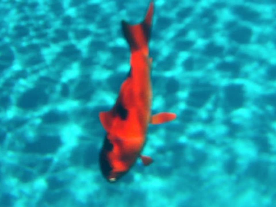 Unterwasserfoto eines Gummifisches.