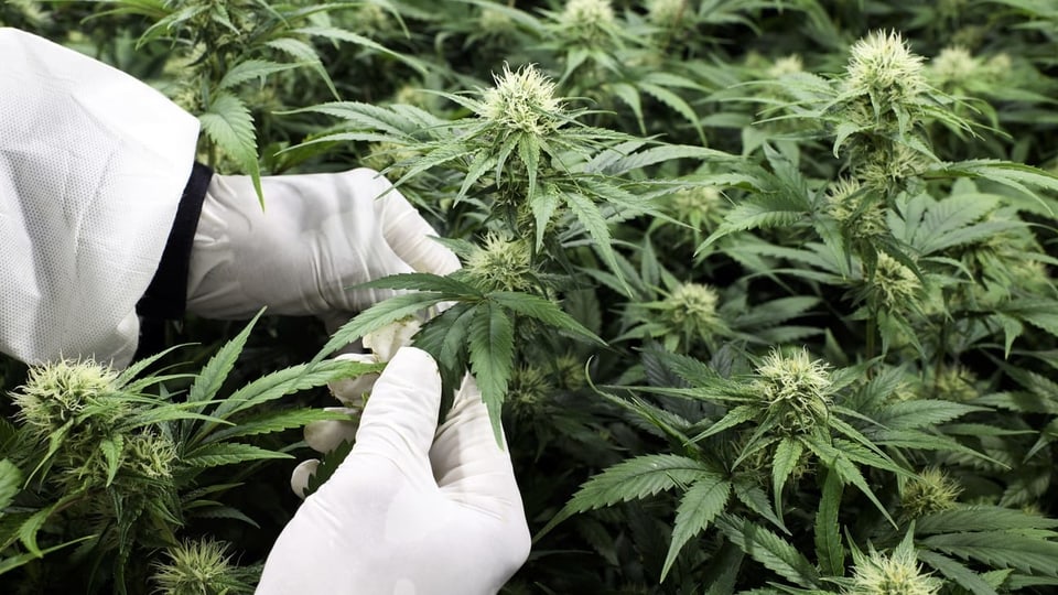 Hände in weissen Handschuhen, Cannabis-Pflanzen