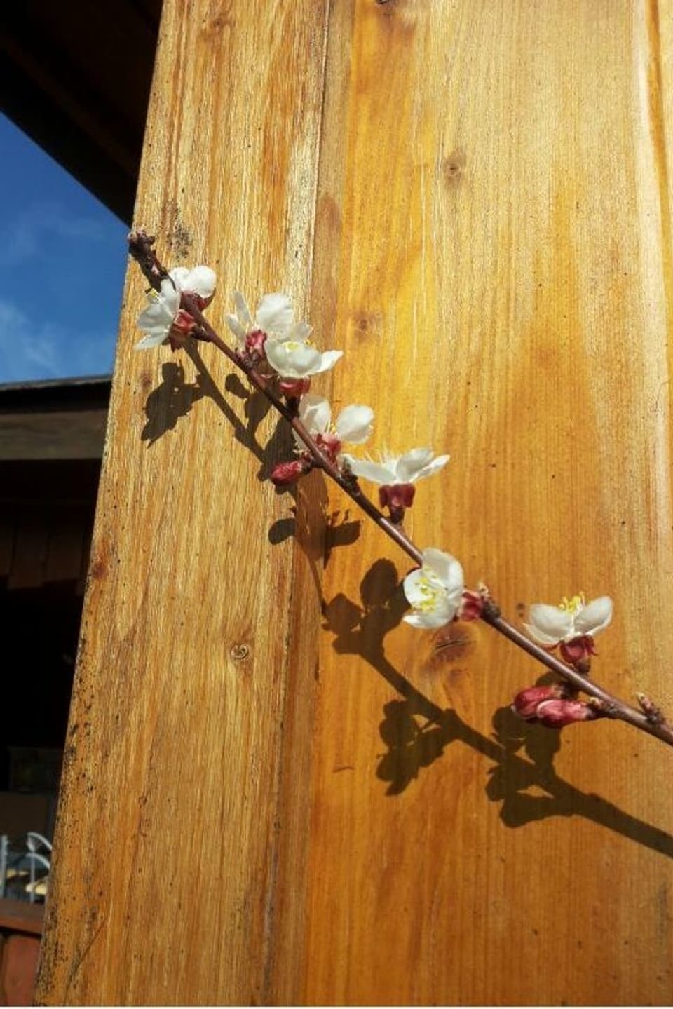Aprikosenbaum-Zweig sonnt sich an Holzfassade.
