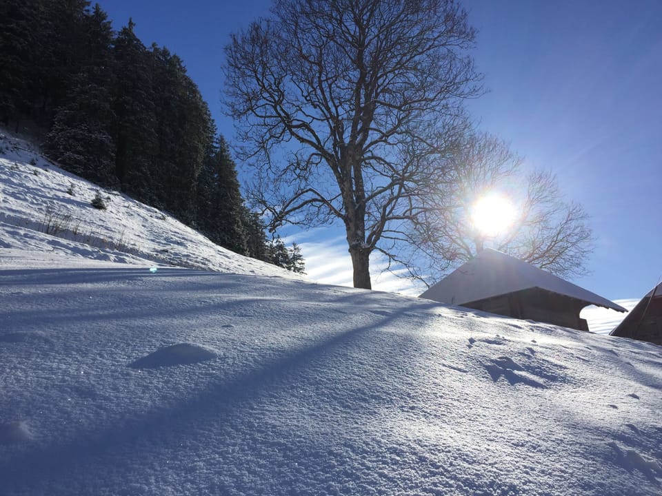 Eine Hütte und ein Baum an einem Hang, es liegt Schnee, die Sonne strahlt durch die Äste hindurch.