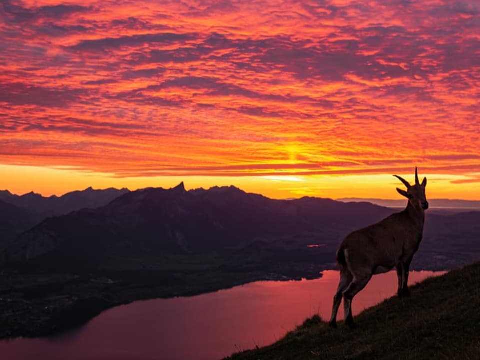 Bewölkter Himmel in rot, gelber Horizont, unten dunkler See und Berge. Im Vordergrund Steingeiss. 