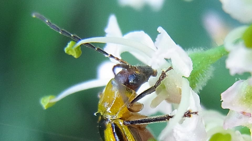 EIn Käfer an einer Blüte