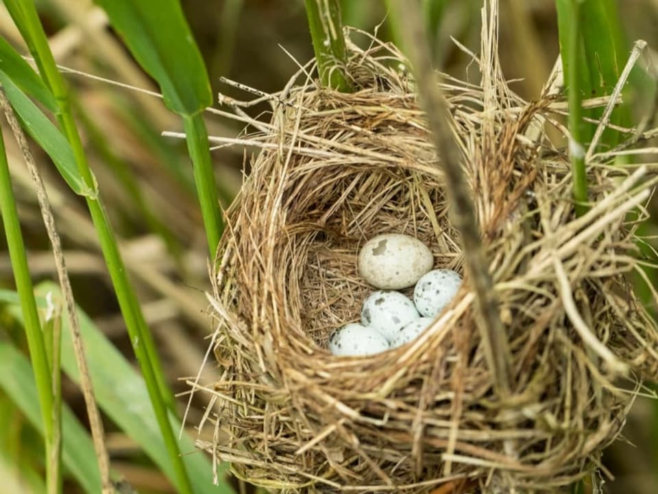 Auf dem Foto ist ein Nest mit mehreren Eiern zu sehen. 