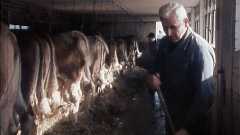 Fritz Maurer neben seinen Kühen im Stall.