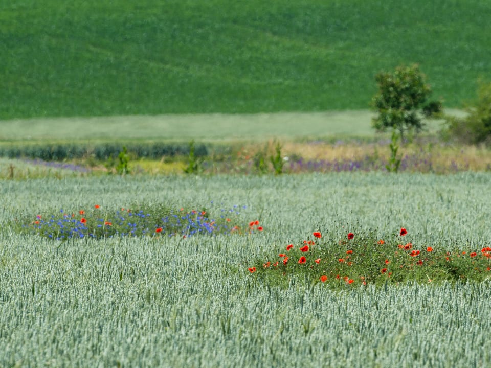 Feld mit Grünen Getreidepflanzen und vereinzelten roten Mohnblumen