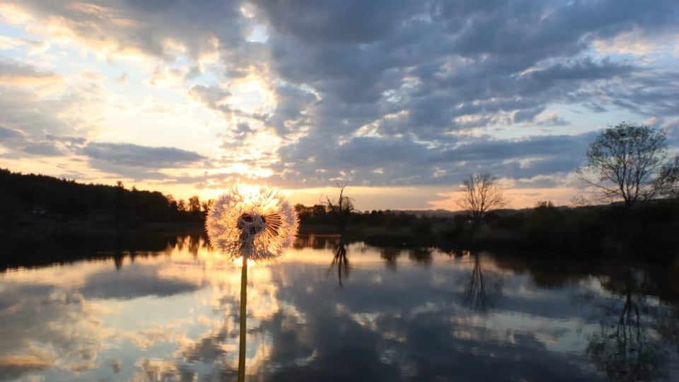 Pusteblume vor Sonnenuntergang über einem ruhigen See mit Spiegelung der Wolken im Wasser.