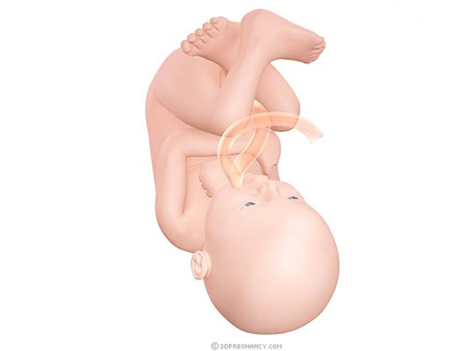 Graphische Darstellung eines Embryos in der 38. Schwangerschaftswoche.