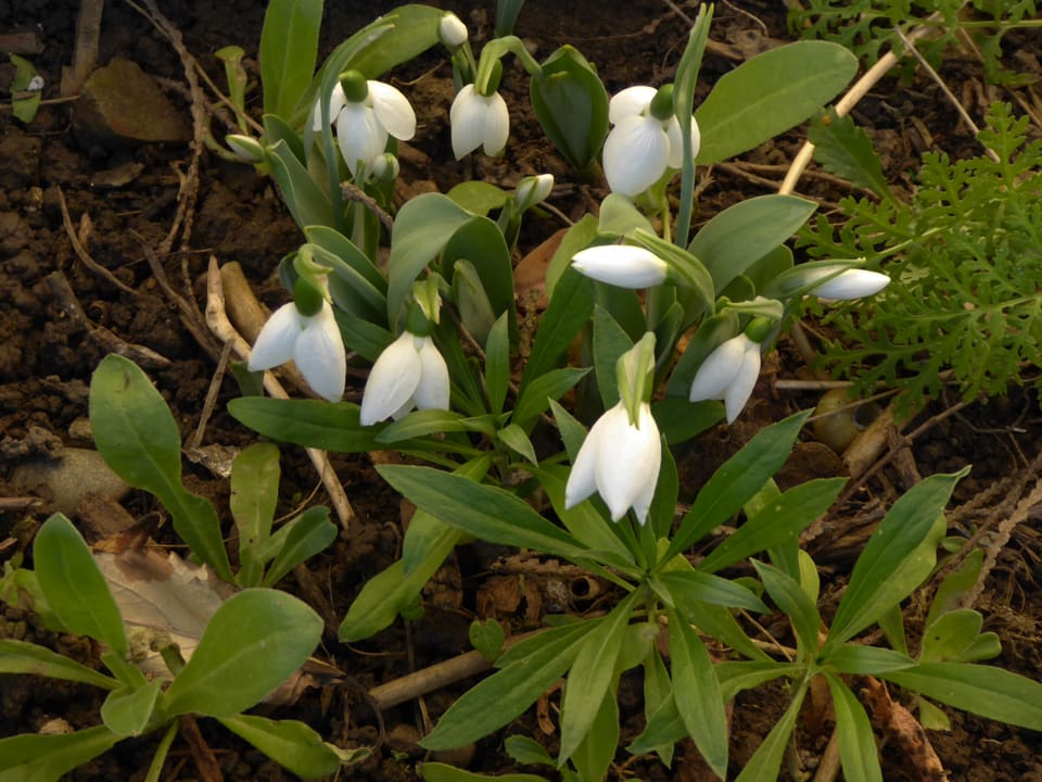 Weiss blühende Blume mit vielen grünen Blättern. 