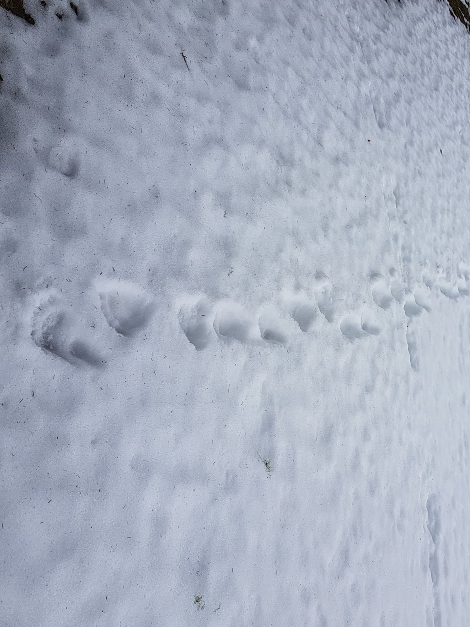 Spuren von Bärenpfoten im Schnee.