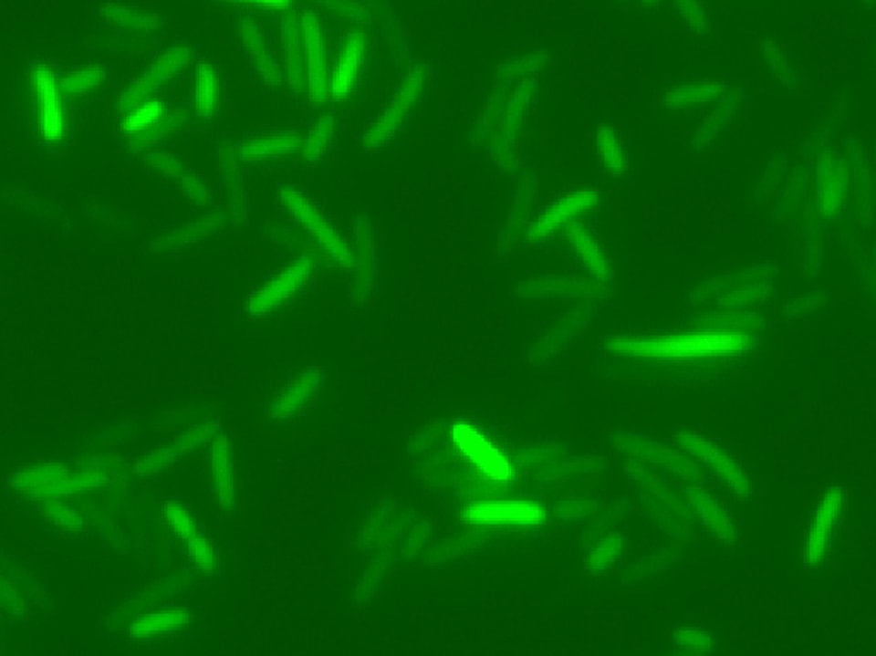 Das Foto zeigt grün leuchtende Bakterien.