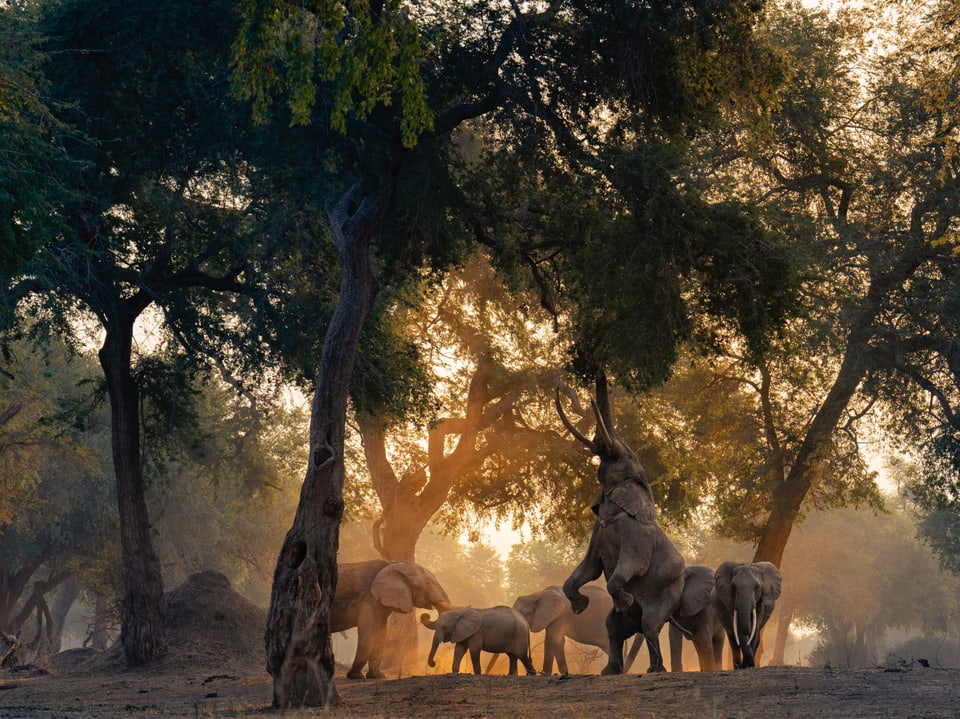Das Foto zeigt den Elefantenbullen Boswell, der auf seinen Hinterbeinen stehen kann.