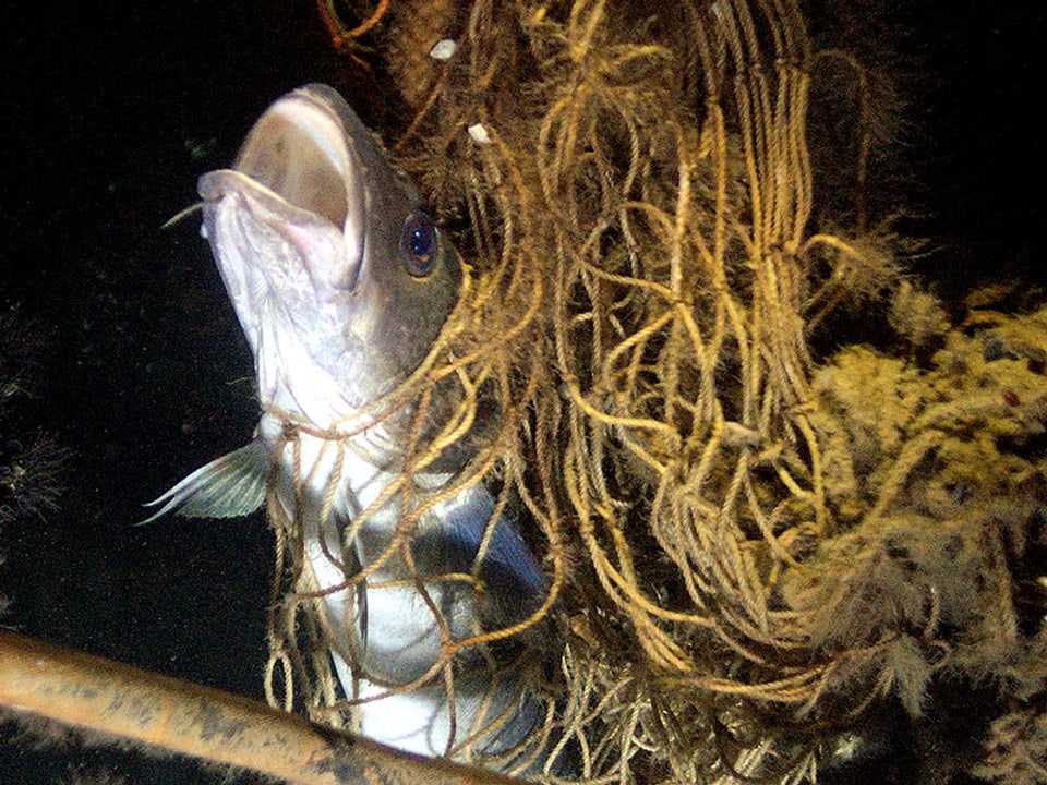 Toter Fisch hängt in einem Netz fest.