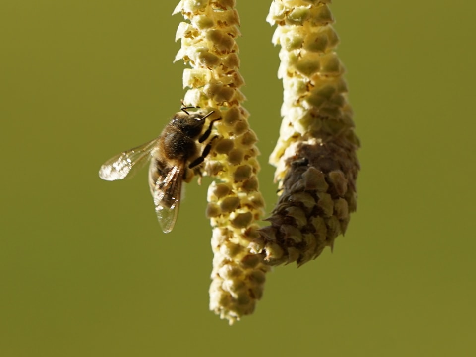 Eine Biene an einem Haselkätzchen.