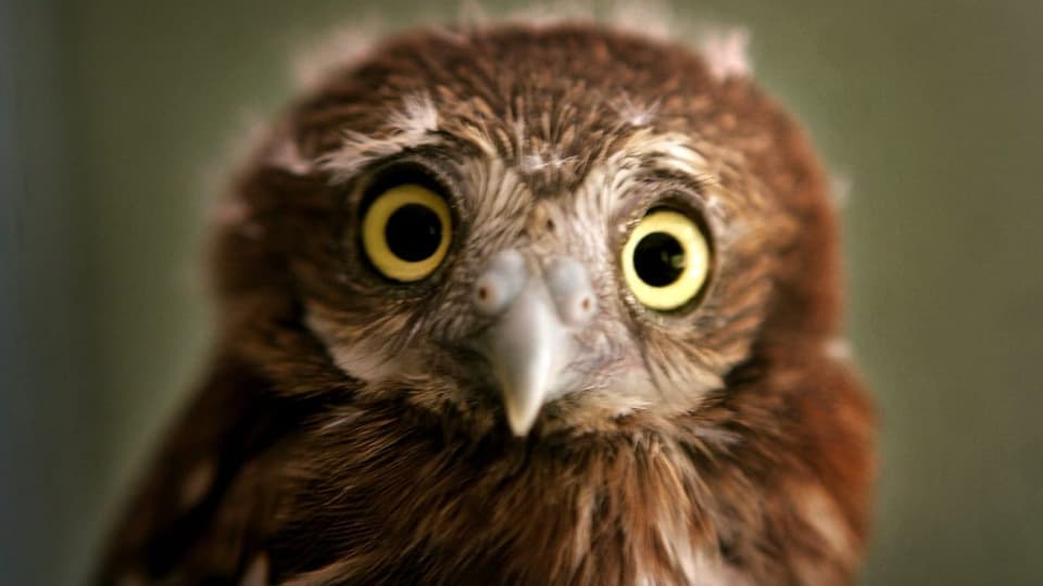 Eine Eule schaut mit weit aufgerissenen Augen in die Kamera